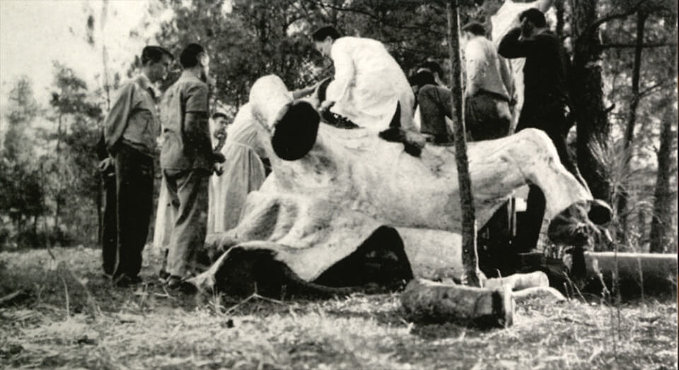 Estudiantes de Oglethorpe hacen una biopsia a un elefante en 1941.