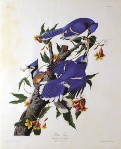 Audubon_HiRes