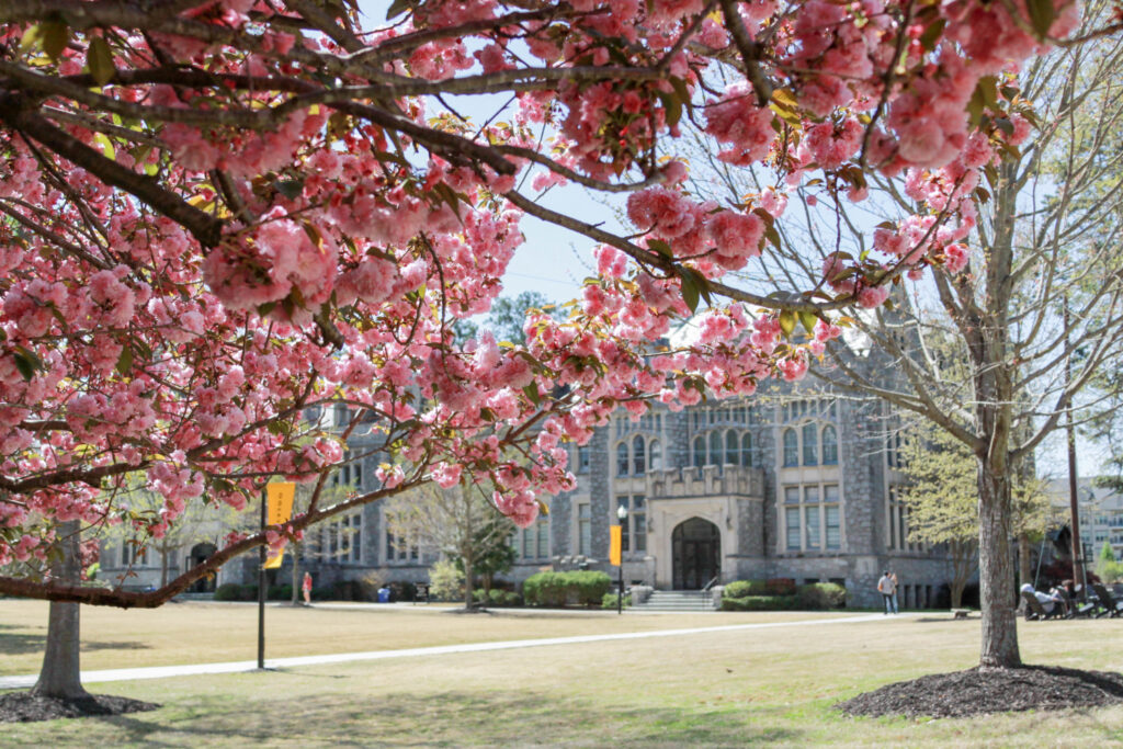 Hearst Hall viewed from beneath a tree full of pink blossoms.