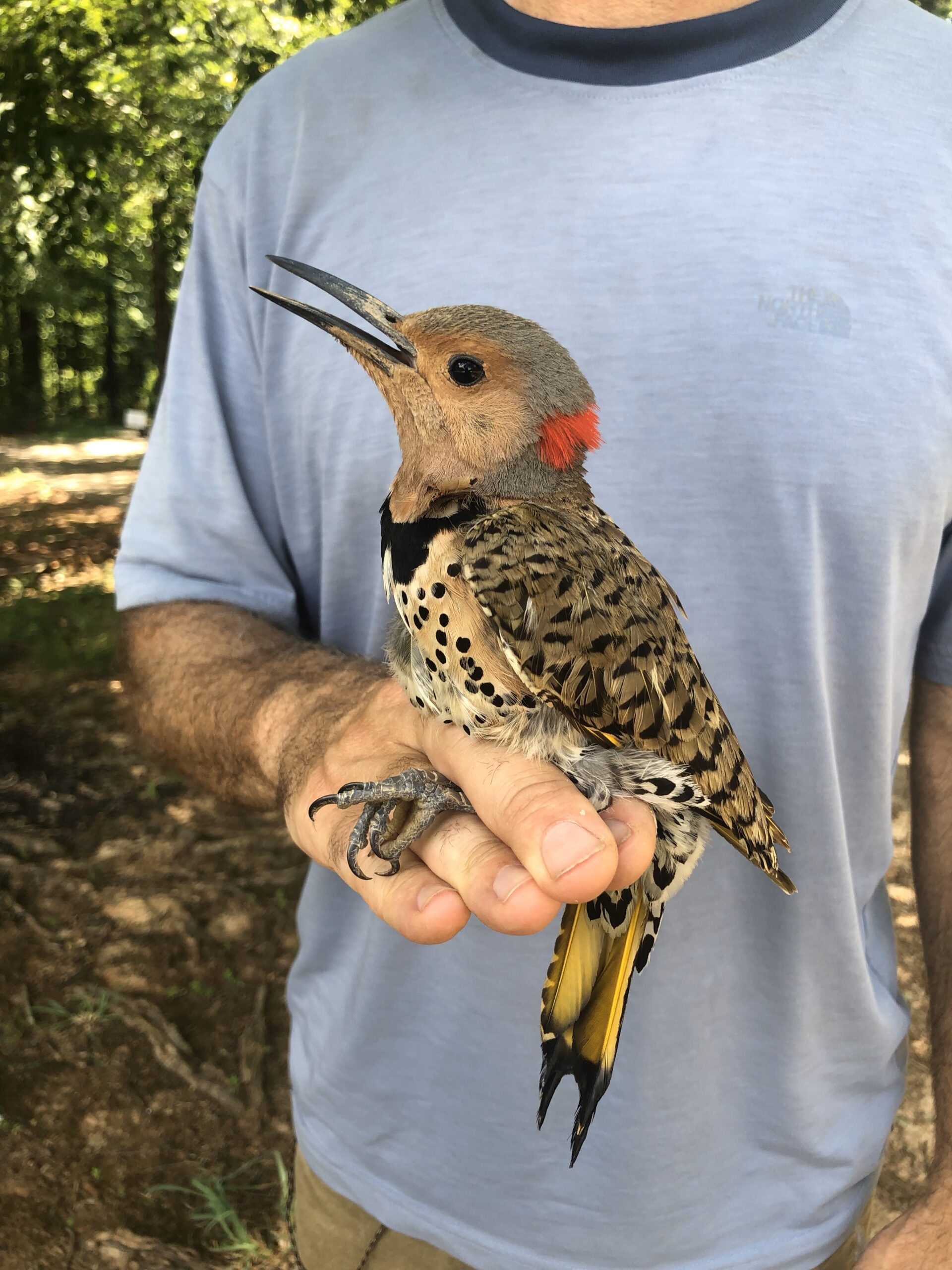 A large bird known as a northern flicker