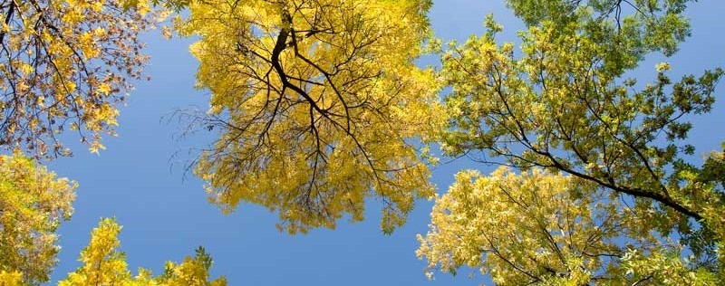 trees