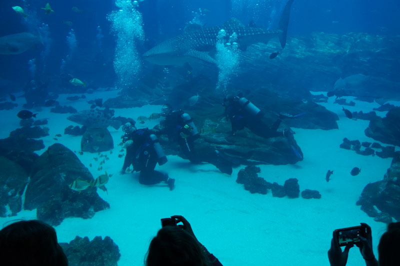 A paralyzed diver with his "buddy" and a diver from the Georgia Aquarium.
