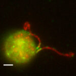 Chlamydomonas