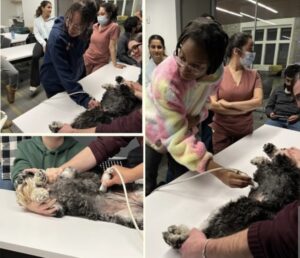 Pre-Vet Club members watching an ultrasound of a dog performed by a veterinary radiologist.